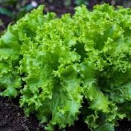 Lettuce Seeds – Heirloom Non-GMO High Germination Organic Garden Seeds for Planting