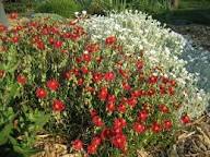 Semillas de Heliantemo Mutabile Rojo – Semillas de Jardín Orgánicas de Alta Germinación No Transgénicas de Herencia para Siembra