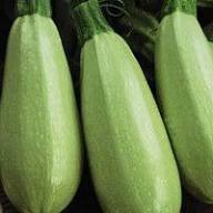Homs Kousa Squash Seeds – Heirloom, Non-GMO, High Germination Organic Garden Seeds