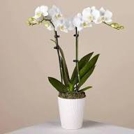 Phalaenopsis Orchids Flower Seeds for Planting – Heirloom, Non-GMO, High Germination Organic Garden Seeds