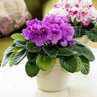 Violet Saintpaulia Flower Seeds – Heirloom Non-GMO High Germination Organic Garden Seeds for Planting
