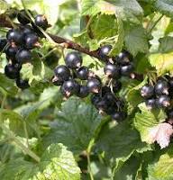 Semillas de zarzamora negra – Semillas orgánicas de jardín para plantar, de herencia, sin OGM, de alta germinación