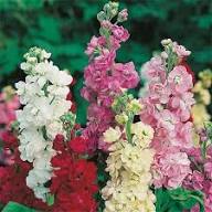 Mixed Incana Flower Seeds – Heirloom, Non-GMO, High Germination Seeds