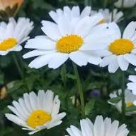 White Leucanthemum Flower Seeds Heirloom Non-GMO High Germination Organic Garden Seeds for Planting