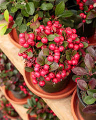 Rote Moosbeere Samen, alte Sorte, gentechnikfrei, hohe Keimrate, Bio-Gartensamen zum Pflanzen