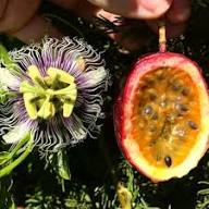 Mixed Passion Fruit Seeds – Heirloom, Non-GMO, High Germination Organic Garden