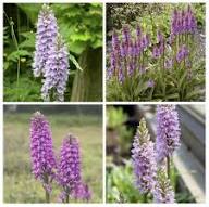 Purple White Dactylorhiza Fuchsii Flower Seeds Heirloom Non-GMO High Germination Organic Garden Seeds for Planting