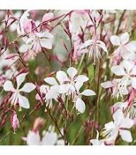 Semillas de flor de Guara perenne blanca – Cimarrón, no transgénicas, semillas de alta germinación para jardín orgánico para sembrar