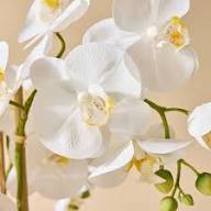 Semillas de flor de orquídea gigante blanca – Semillas de herencia no transgénicas de alta germinación