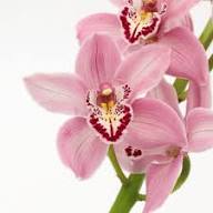 Pink Cymbidium Orchid Flower Seeds – Heirloom, Non-GMO, High Germination Organic Garden Seeds