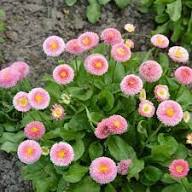 Gefüllte Gänseblümchen Pomponette Blumensamen – Alte Sorte gentechnikfrei, hohe Keimrate