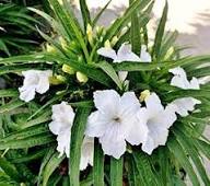 Ruellia Brittoniana Flower Seeds for Planting – Heirloom, Non-GMO, High Germination Organic Garden Seeds
