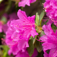 Pink Azalea Flowers Seeds Heirloom Non-GMO High Germination Organic Garden Seeds for Planting