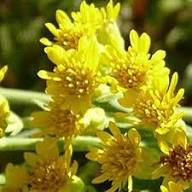 Yellow Solidago Flower Seeds for Planting – Heirloom, Non-GMO, High Germination Organic Garden Seeds