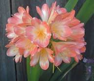 Clivia Flower Seeds Perennial Pink – Heirloom, Non-GMO, High Germination Organic Garden Seeds for Planting Seeds for Planting