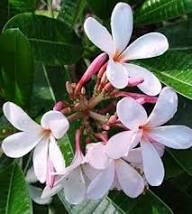 Pink Plumeria Flower Seeds for Planting – Heirloom Non-GMO High Germination Organic Garden Seeds