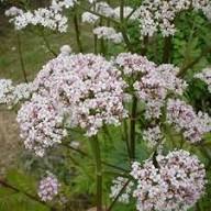 Valerian Flower Seeds for Planting – Heirloom, Non-GMO, High Germination