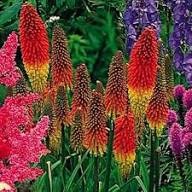 Fackellilien-Blumensamen Rot – Alte Sorte gentechnikfrei Keimfreudig Bio-Gartensamen zum Pflanzen