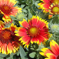 Semillas de flores de Arizona, rojas y amarillas, para plantar, herencia, no transgénicas, de alta germinación, semillas orgánicas para jardín