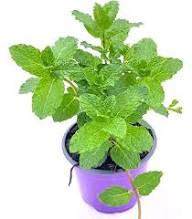 Pieces Green Mint Plant Seeds Heirloom Non-GMO High Germination Organic Garden Seeds for Planting