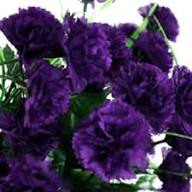 Violet Carnation Flower Seeds – Heirloom, Non-GMO, High Germination Organic Seeds