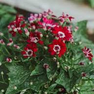 Cineraria Flower Seeds Red – Heirloom, Non-GMO, High Germination Organic Garden Seeds