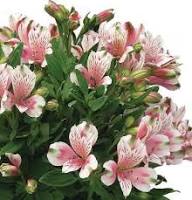 Light Pink Alstroemeria Flower Seeds for Planting – Heirloom, Non-GMO, High Germination Organic Garden Seeds