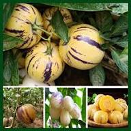 Mixed Ginseng Fruit Seeds – Heirloom, Non-GMO, High Germination Organic Garden
