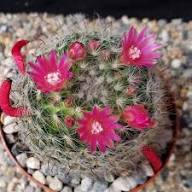 Heirloom Ornamental Cactus Seeds – Seeds for Planting, Non-GMO, High Germination Organic Garden Seeds for Planting