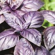 Purple Opal Basil Plant Seeds Heirloom Non-GMO High Germination Organic Garden Seeds for Planting