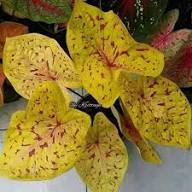 Yellow Caladium Flower Seeds for Planting – Heirloom, Non-GMO, High Germination Organic Garden Seeds