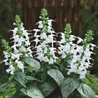 Salvia Lyrata Flower Seeds – Heirloom Non-GMO High Germination Organic Garden Seeds