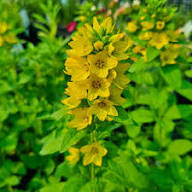 Yellow Lysimachia Flower Seeds – Heirloom, Non-GMO, High Germination Organic Seeds