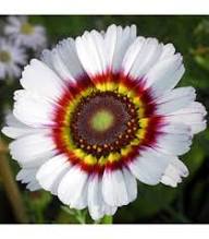 White Arctotis Fastuosa Flower Seeds Heirloom Non-GMO High Germination Organic Garden Seeds