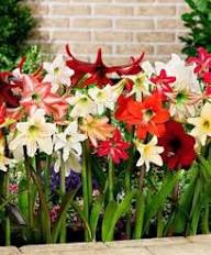 Amaryllis Flower Seeds Mixed – Heirloom, Non-GMO, High Germination Seeds