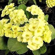 Yellow Thorns Flower Seeds Heirloom Non-GMO High Germination Organic Garden Seeds
