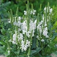 Semillas de flores blancas de obediencia, reliquia, sin OMG, alta germinación, semillas de jardín orgánicas