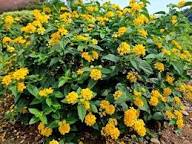 Yellow Verbena Flower Seeds – Heirloom Non-GMO Organic Garden Seeds