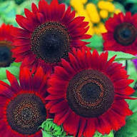Sunflower Flower Seeds Red Heirloom Non-GMO High Germination Organic Garden Seeds