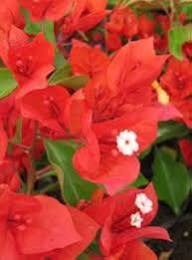 Tradescantia Flower Seeds Red Heirloom Non-GMO High Germination Organic Garden Seeds for Planting