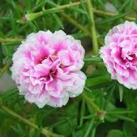 Pink Moss Rose Flower Seeds for Planting – Heirloom Non-GMO High Germination Organic Garden Seeds