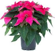 Pinker Weihnachtsstern Samen – Alte Sorte, gentechnikfrei, keimstark, Bio-Gartensamen zum Pflanzen