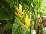 Heliconia Flower Seeds Yellow – Heirloom Non-GMO High Germination Seeds