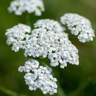 Semillas de Achillea Ballerina Púrpura – Herencia, No OGM, Semillas de Jardín Orgánicas de Alta Germinación para Sembrar