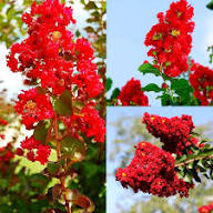 Red Pseudarmeria Flower Seeds Heirloom Non-GMO High Germination Organic Garden Seeds for Planting