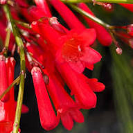 Red Russelia Equisetiformis Flower Seeds for Planting – Heirloom, Non-GMO, High Germination Organic Garden Seeds