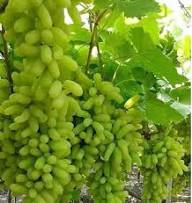 Moon Drop Green Seedless Grapes Fruit Seeds for Planting – Heirloom Non-GMO High Germination Organic Garden Seeds