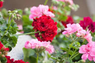Red Rosebud Geranium Flower Seeds for Planting – Heirloom Non-GMO High Germination Organic Garden Seeds