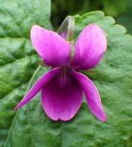 Pink Viola Odorata Flower Seeds – Heirloom Non-GMO High Germination Organic Garden Seeds