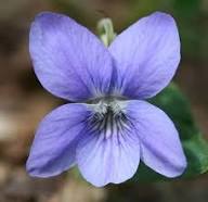 Riviniana Flower Seeds for Planting – Heirloom Non-GMO High Germination Organic Garden Seeds
